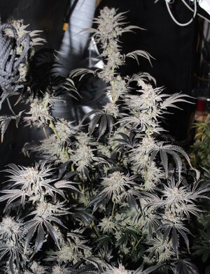 Feb 8 Zamal Dreams.JPG