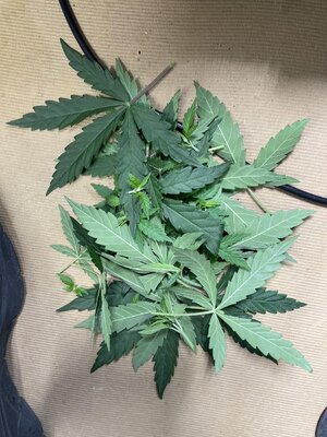 IMG_3575.jpeg