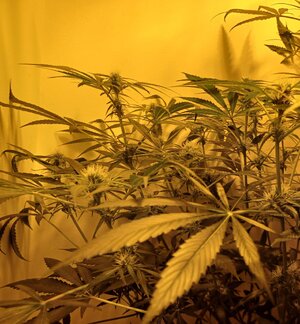 F5 (10).jpg