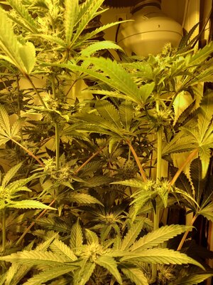 F5 (1).jpg