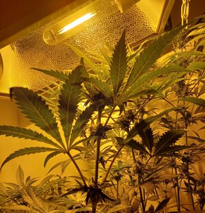 F5 (2).jpg