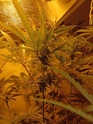 F5 (6).jpg