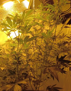 F5 (8).jpg