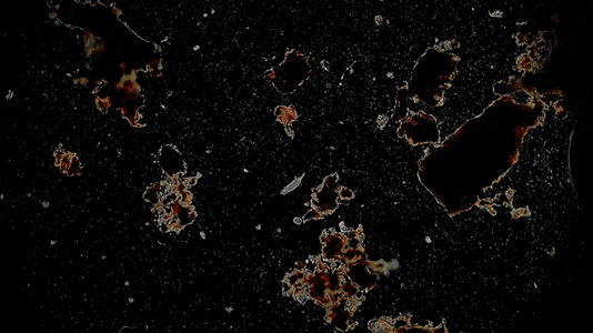 V00006_1_1.gif