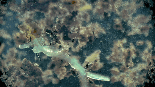 V00015_1_1.gif