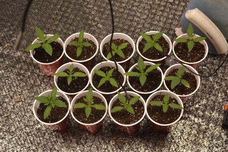 DSC_0158 - Copy (3).JPG DSC_0158 - Copy (3).JPG