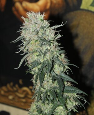 Feb 14 Straw purp 3.JPG