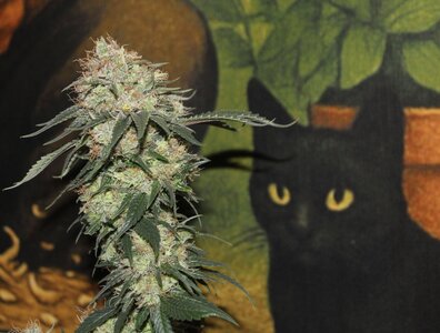 Feb 14 Straw Purp.JPG