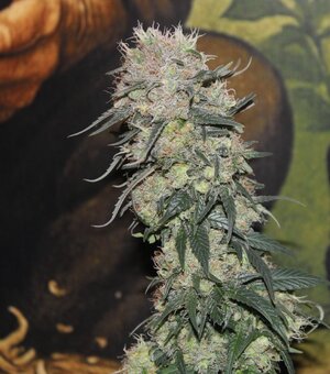 Feb 14 Straw purp2.JPG