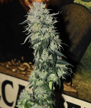 Feb 14 Straw purp4.JPG