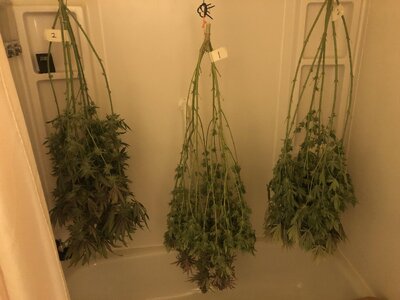 IMG_9081.jpeg IMG_9081.jpeg