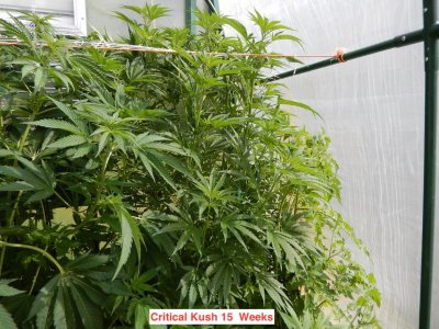 Critical Kush 15 wk.jpeg