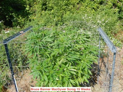 Bruce Banner scrog 15 wks.jpeg