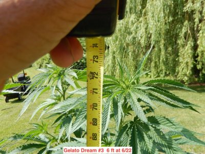 Gelato dream3 6fft 15 wks.jpeg