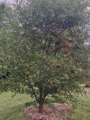 cherry tree 6:22:23.jpeg