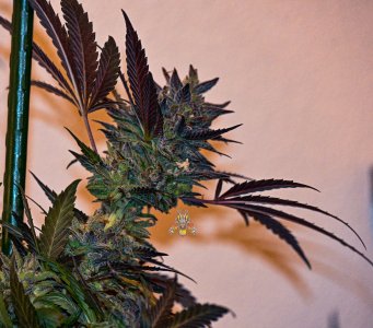 haole moonshine #3 - week 11.6-13.jpg