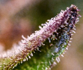 haole moonshine #3 - week 11.6-22.jpg