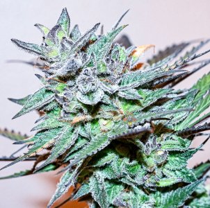 haole moonshine #3 - week 11.6-23.jpg