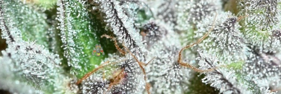 haole moonshine #3 - week 11.6-34.jpg