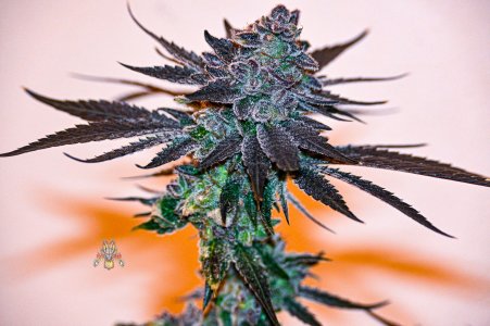 haole moonshine #13 - week 11.5 nikon Z-11.jpg