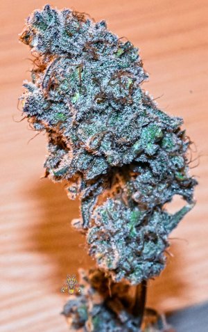 mac dragon seeded flower 11.5 nikon Z-6.jpg