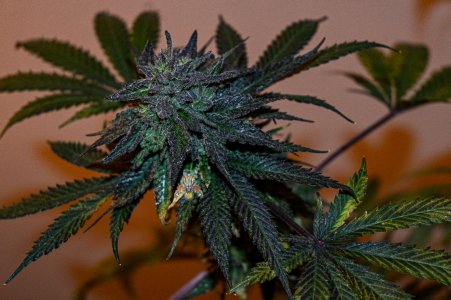 Cherry Pie x mod mac moonshine #3 week11.5 nikon Z-8.jpg