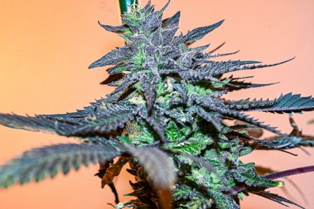 Cherry Pie x mod mac moonshine #3 week11.5 nikon Z-10.jpg