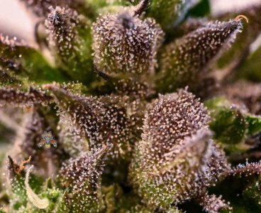 Cherry Pie x mod mac moonshine #3 week11.5 nikon Z-11.jpg