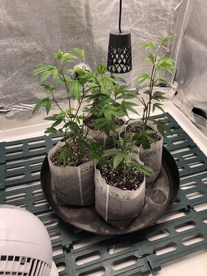 IMG_9130.jpeg IMG_9130.jpeg