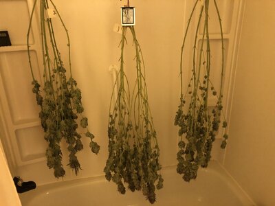 IMG_9131.jpeg IMG_9131.jpeg