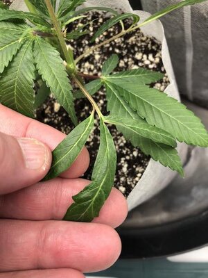 IMG_9132.jpeg IMG_9132.jpeg