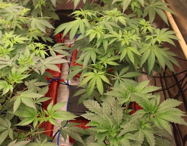 Cabage patch lower right.JPG