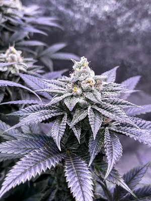 IMG_1773.jpeg