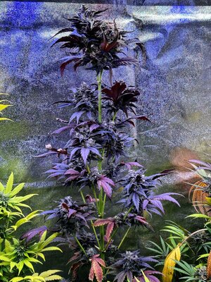 IMG_0312.jpeg