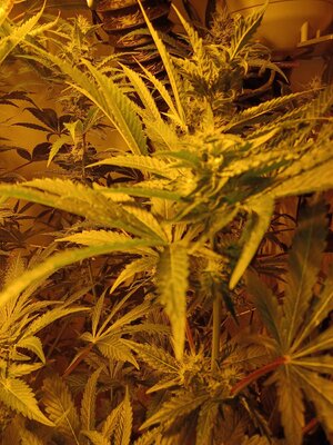 F6 (1).jpg F6 (1).jpg