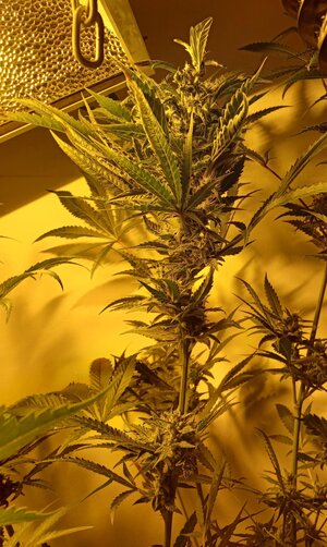 F6 (10).jpg F6 (10).jpg