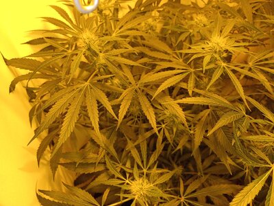 F6 (4).jpg F6 (4).jpg