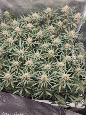 image000000(2).jpg image000000(2).jpg