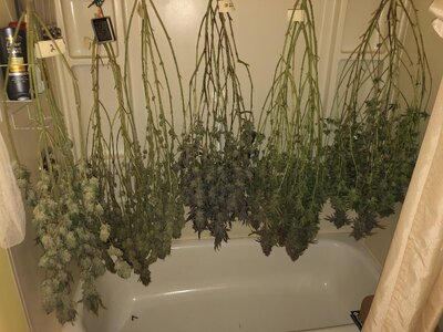 IMG_9162.jpeg IMG_9162.jpeg