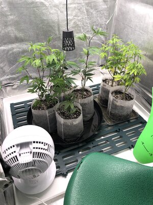 IMG_9163.jpeg IMG_9163.jpeg