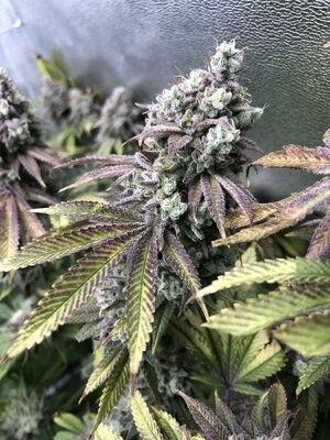 IMG_9158.jpeg IMG_9158.jpeg