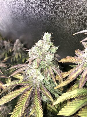 IMG_9159.jpeg IMG_9159.jpeg