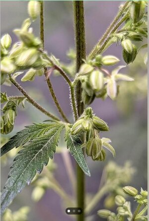 Screenshot 2026-02-10 150917.jpg