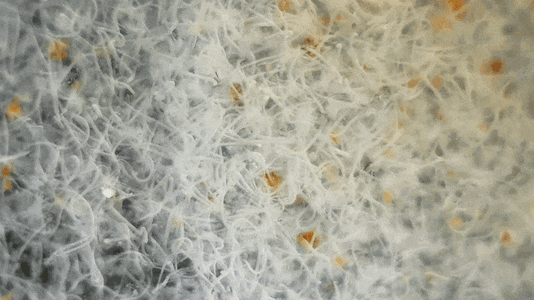 2020_0101_003614_727_1.gif 2020_0101_003614_727_1.gif