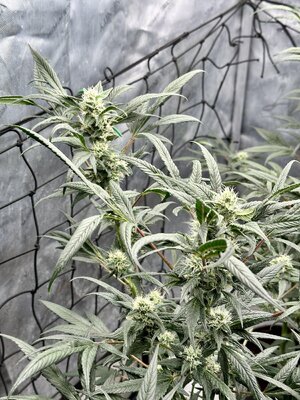 IMG_8878.jpeg
