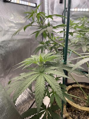 IMG_3694.jpeg