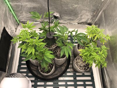 IMG_9176.jpeg IMG_9176.jpeg