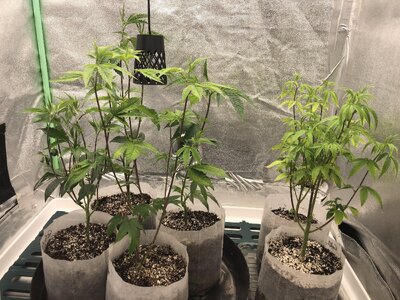 IMG_9178.jpeg IMG_9178.jpeg