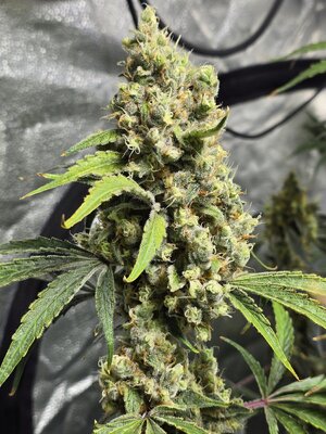 20260225_073440.jpg 20260225_073440.jpg