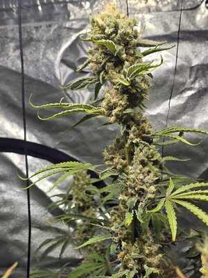 20260225_073915.jpg 20260225_073915.jpg